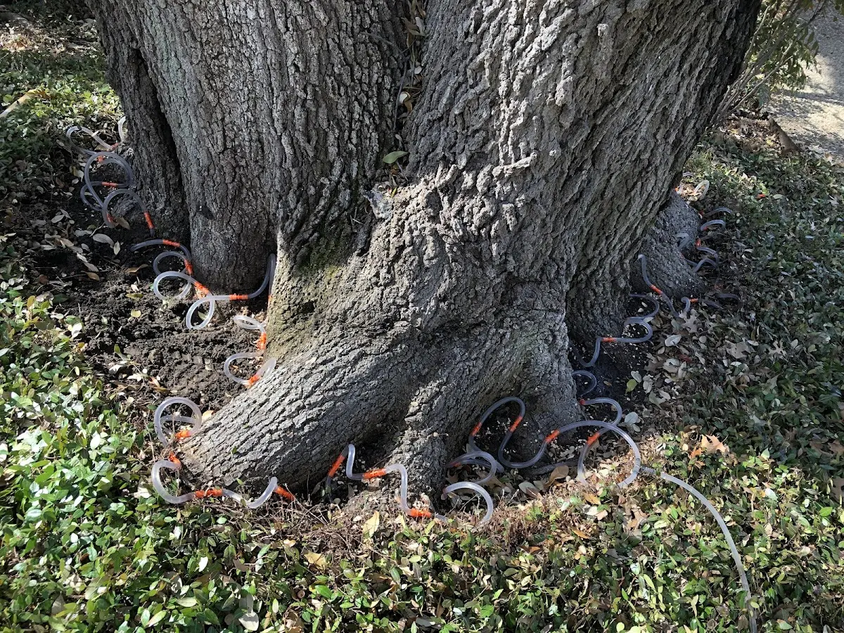 Detailed Tree Cabling and Bracing job site in Whitewater