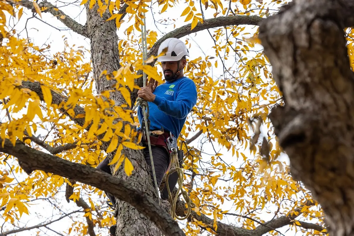 Skilled Tree Transplanting crew working in Whitewater